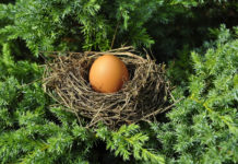 새를 품는 나무