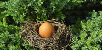 새를 품는 나무