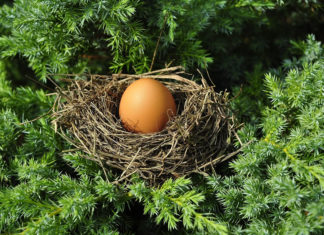 새를 품는 나무