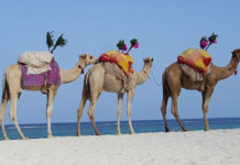 사막의 오아시스