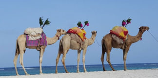 사막의 오아시스