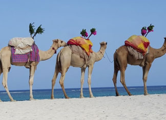 사막의 오아시스