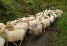 목사여, 목회여!