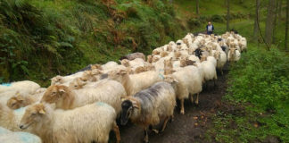 목사여, 목회여!