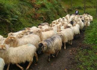 목사여, 목회여!