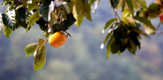 열매가 보이지 않아도 심고 기다리면