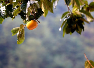 열매가 보이지 않아도 심고 기다리면