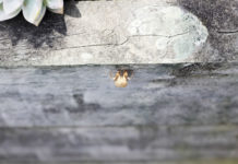 부활절을 맞이하며