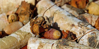 초기 선교사의 희생은 복음의 귀한 밑거름이 돼