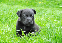 도사님과 똥강아지