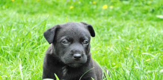 도사님과 똥강아지