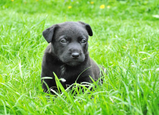 도사님과 똥강아지