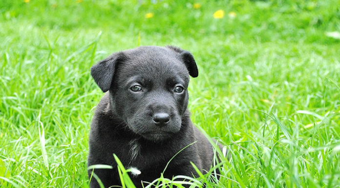 도사님과 똥강아지