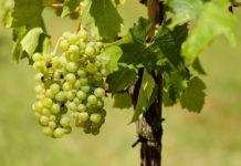 목회-목사의 권위