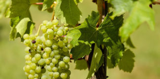 목회-목사의 권위