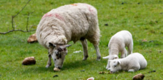 제한속죄(Limited Atonement)