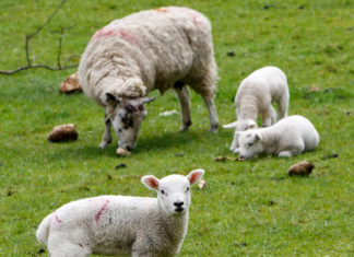 제한속죄(Limited Atonement)