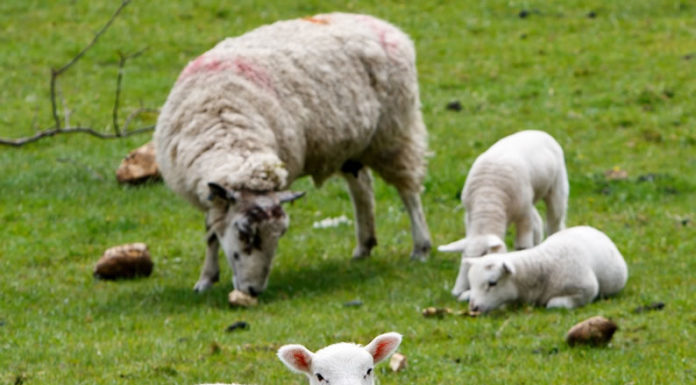 제한속죄(Limited Atonement)