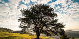 갈멜산과 로뎀나무, 그리고 호렙산까지