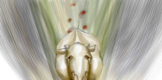 애꿎은 음메의 희생