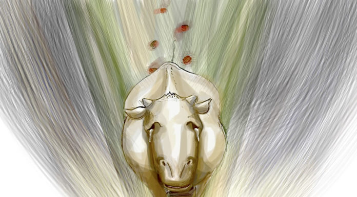 애꿎은 음메의 희생