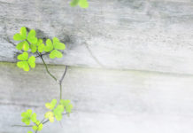 뉴질랜드 밀알선교단 설립 20주년