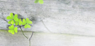 뉴질랜드 밀알선교단 설립 20주년