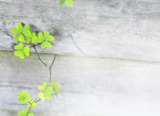 뉴질랜드 밀알선교단 설립 20주년