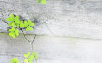뉴질랜드 밀알선교단 설립 20주년