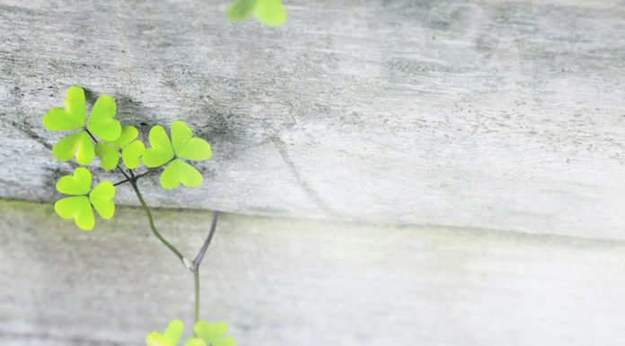 뉴질랜드 밀알선교단 설립 20주년