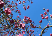 오클랜드 보타닉 가든즈