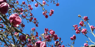 오클랜드 보타닉 가든즈