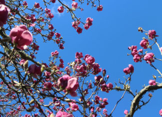 오클랜드 보타닉 가든즈