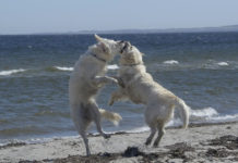 은혜를 원수로, 원수를 은혜로