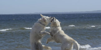 은혜를 원수로, 원수를 은혜로