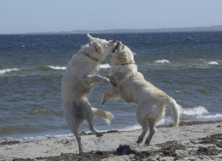 은혜를 원수로, 원수를 은혜로