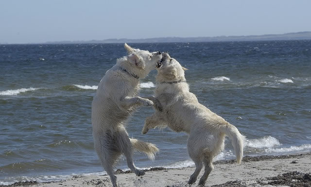 은혜를 원수로, 원수를 은혜로