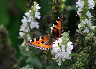 절제, 성경에서 배운다