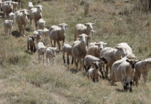 우리가 만나야 할 가이사