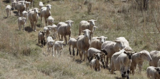 우리가 만나야 할 가이사