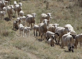우리가 만나야 할 가이사