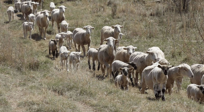 우리가 만나야 할 가이사