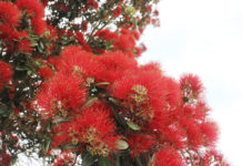 본지 300호 및 2016년 뉴질랜드 한인 교계 총정리