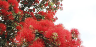 본지 300호 및 2016년 뉴질랜드 한인 교계 총정리