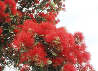 본지 300호 및 2016년 뉴질랜드 한인 교계 총정리