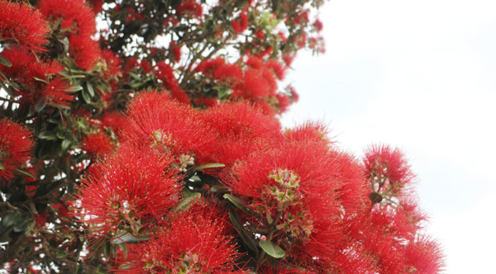 본지 300호 및 2016년 뉴질랜드 한인 교계 총정리