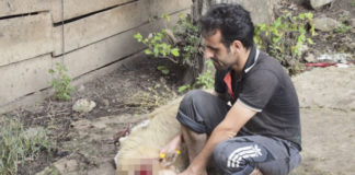 희생절 어린양 – 이란