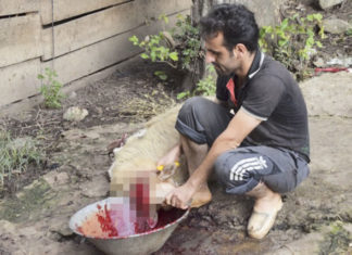 희생절 어린양 – 이란