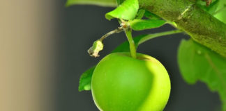 에덴동산의 첫 번째 천국백성이었던 아담과 하와