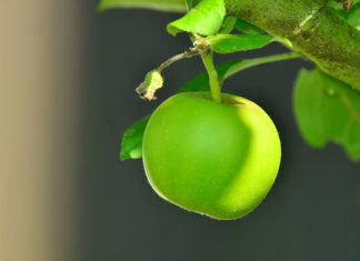 에덴동산의 첫 번째 천국백성이었던 아담과 하와